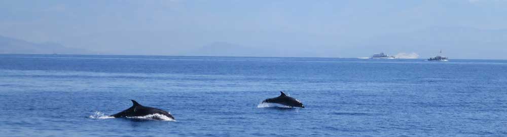 Dolfijnen tijdens het zeilen in Griekenland.